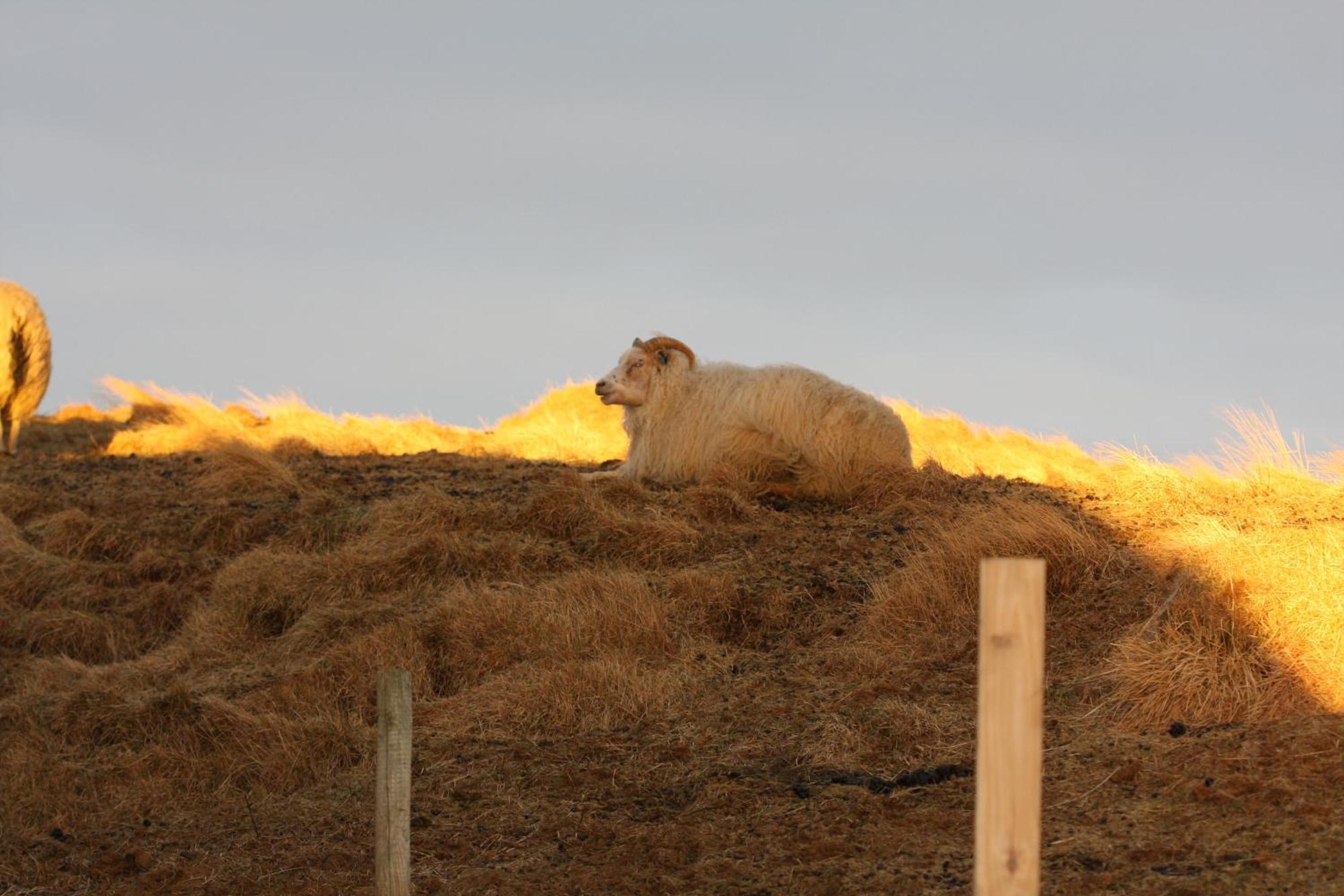 Lambastadir Guesthouse Selfoss Bagian luar foto